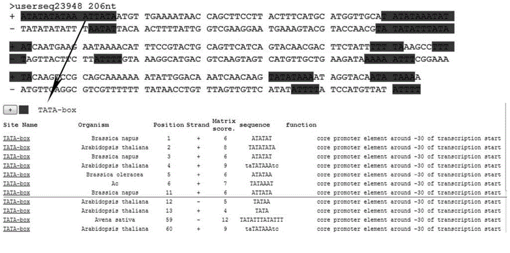 Application of IRT1 promoter insertion element in apple