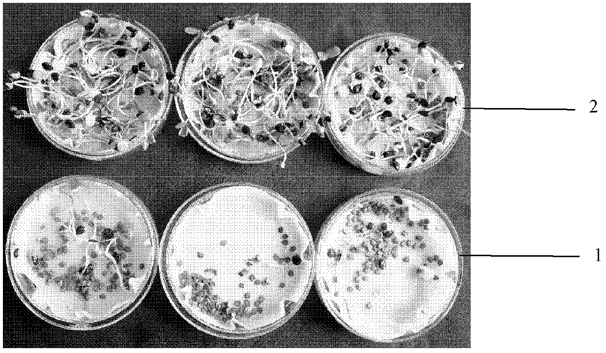 Large-scale seedling-culturing method utilizing cassia sophera seeds and nutrient solution thereof