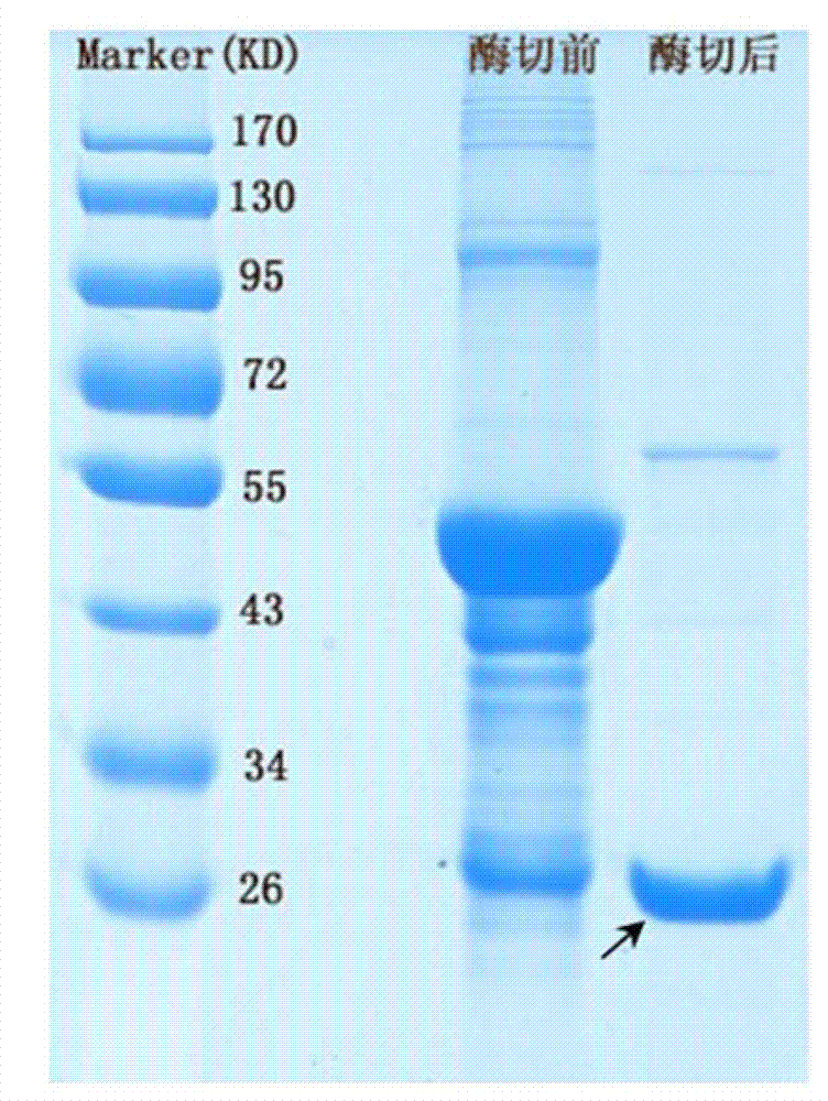 7alpha-hydroxyl steroid dehydrogenase gene optimized by codon