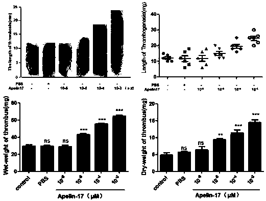 Apelin-17-containing pharmaceutical composition and application thereof