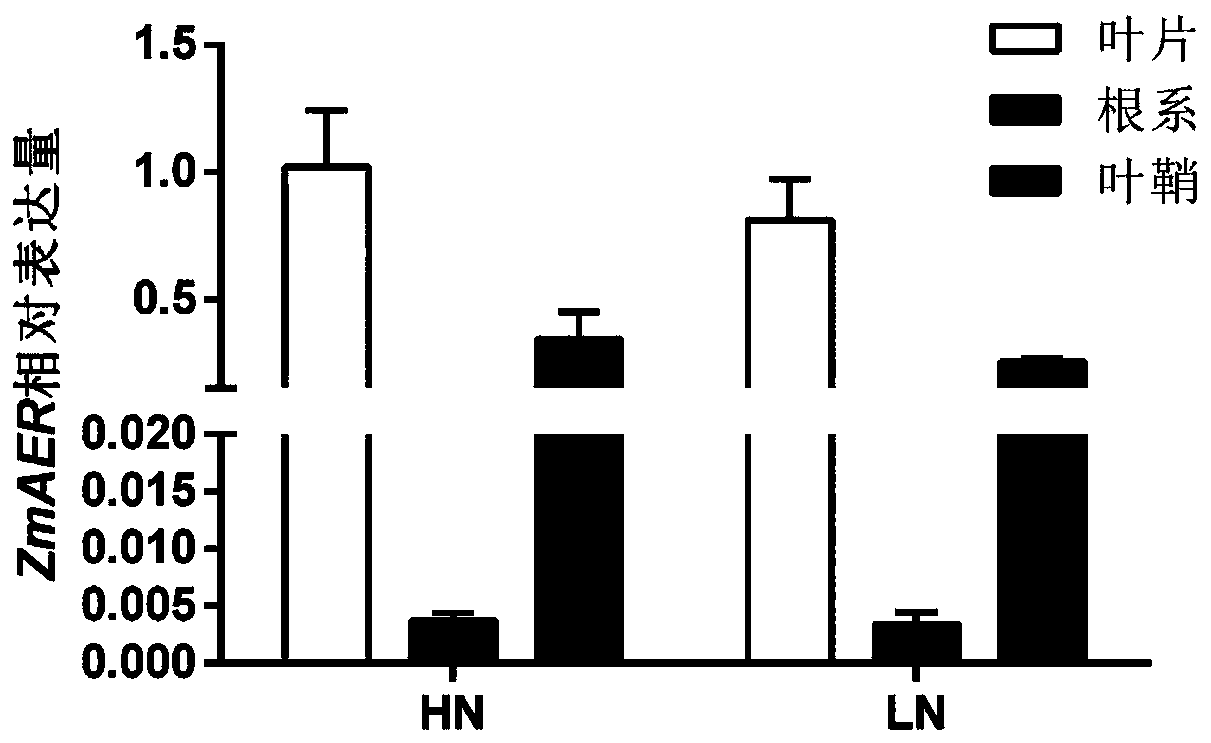 ZmAER protein and coding gene and application thereof