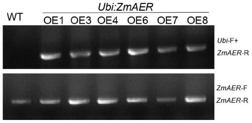 ZmAER protein and coding gene and application thereof