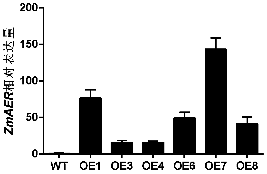 ZmAER protein and coding gene and application thereof