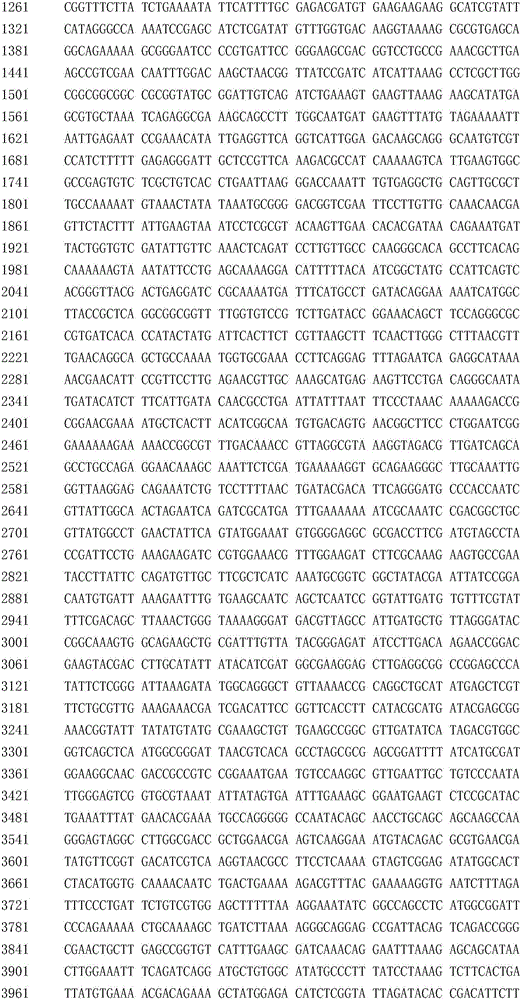 Recombinant bacillus subtilis capable of improving yield of acetylglucosamine, and constructing method thereof