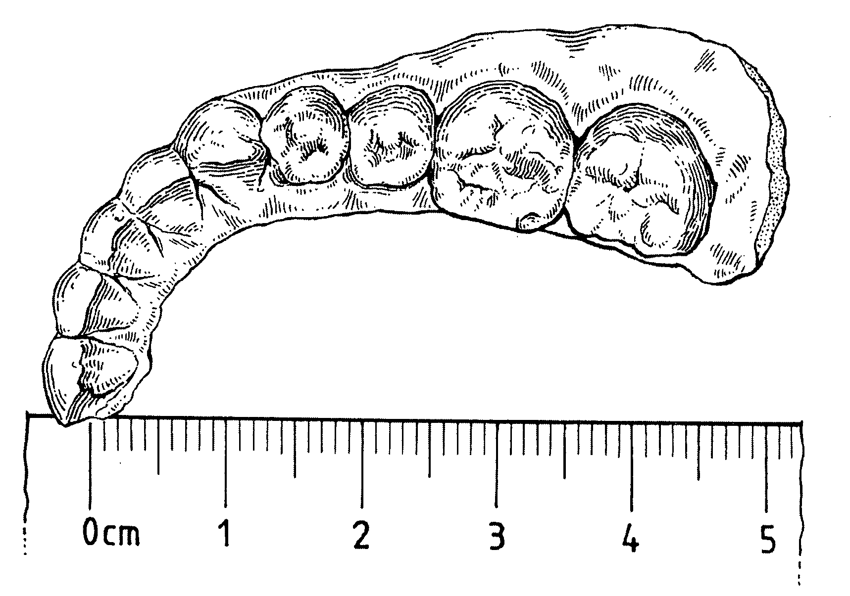 Optical composition for impressions or replicas of small objects