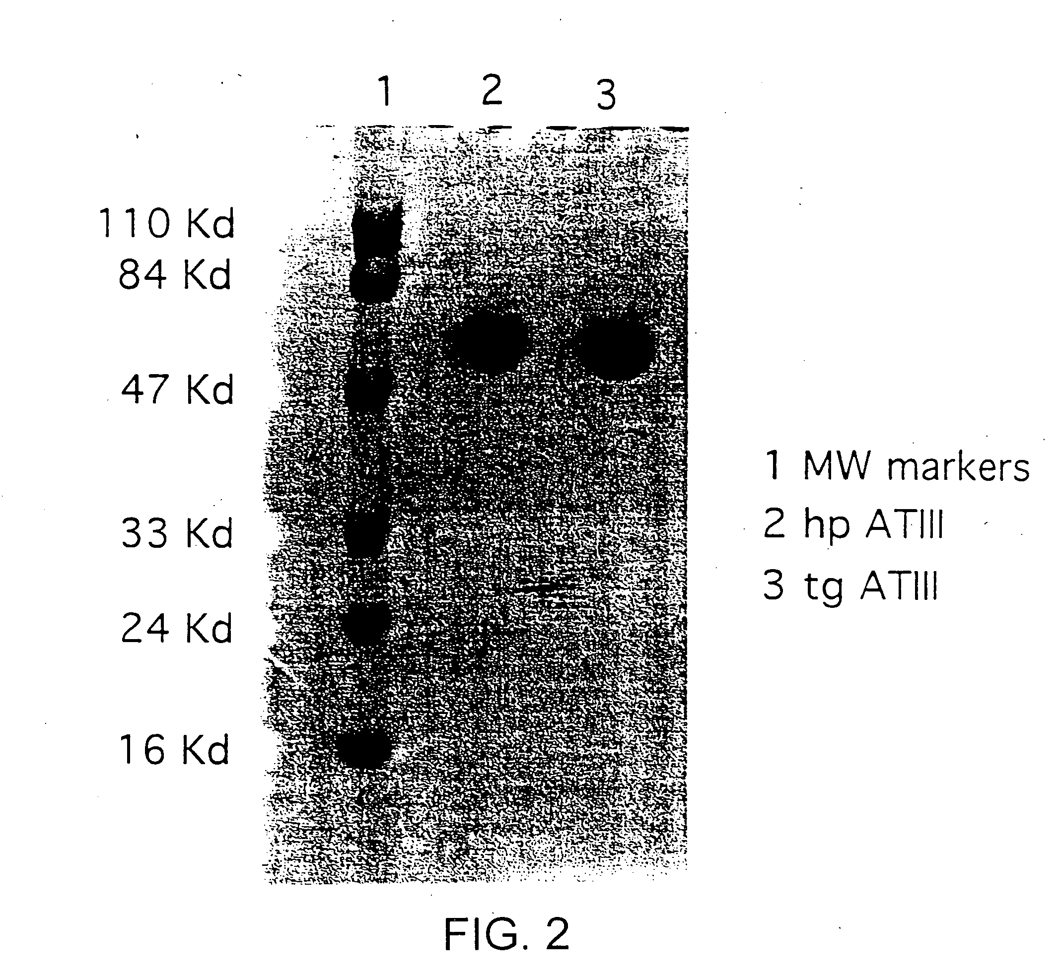 Transgenically produced antithrombin III