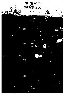 Method for collecting and preparing 1m original whole specimen of multi-gravel soil