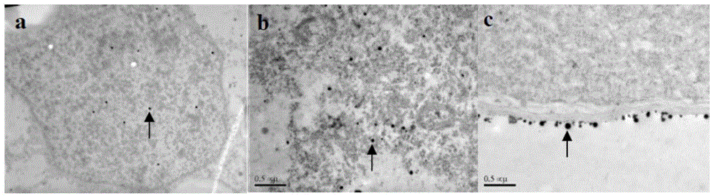 Plant pollen tube cell calcium ion ultrastructure positioning method