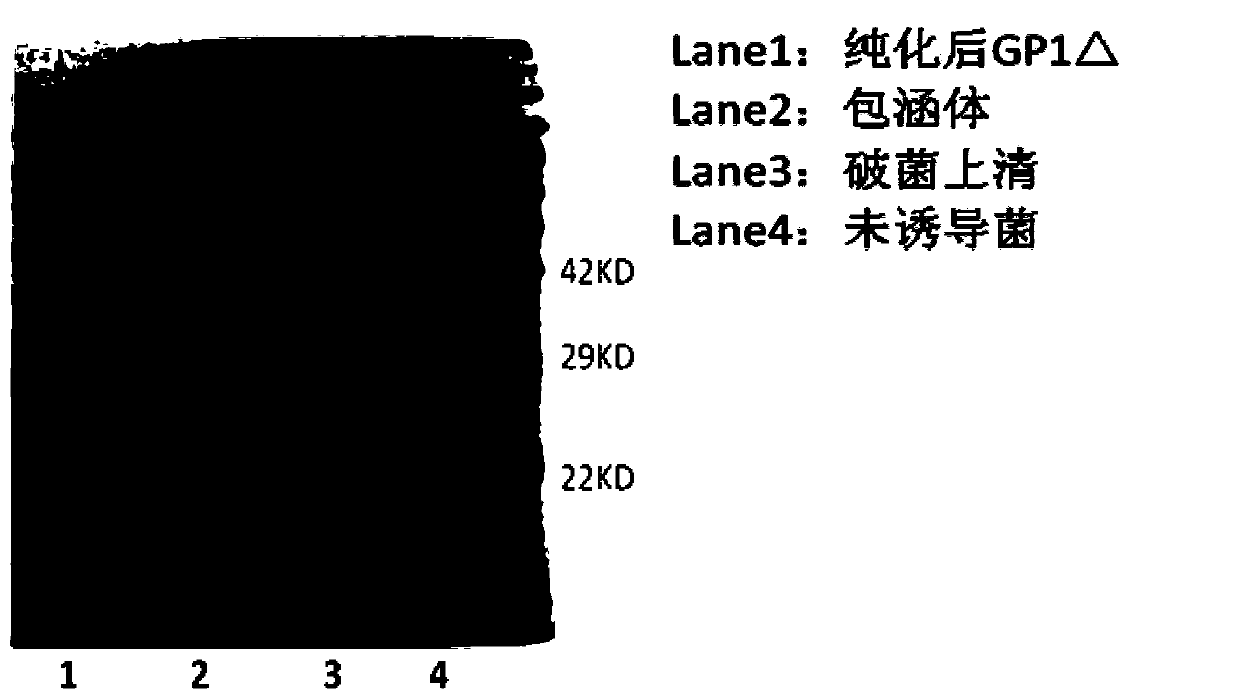 Antigen fragments, truncations and applications based on Marburg virus envelope protein