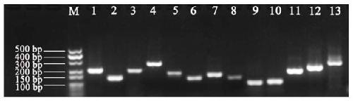 Fluorescent quantitative reference genes of different tissues of siberian wildrye and primers and application thereof