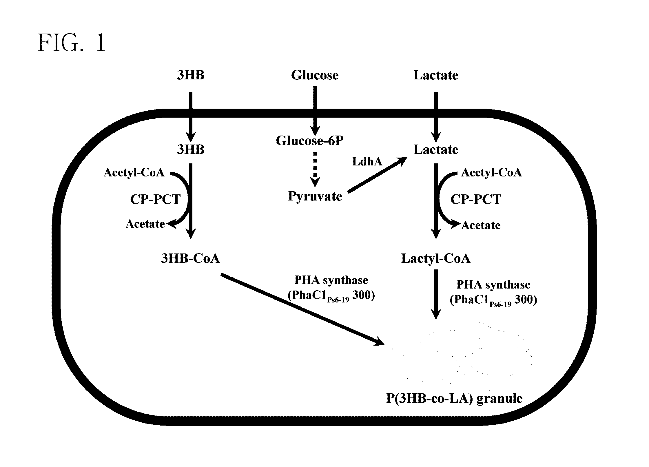 Mutant of propionyl-CoA transferase from Clostridium propionicum and preparing method for PLA or PLA copolymer using the same