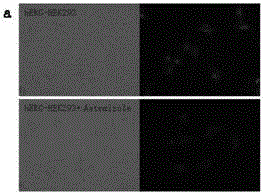 Benzimidazole hERG potassium ion channel small-molecular fluorescent probe and preparation method and applications thereof