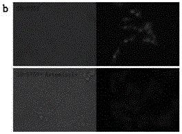 Benzimidazole hERG potassium ion channel small-molecular fluorescent probe and preparation method and applications thereof