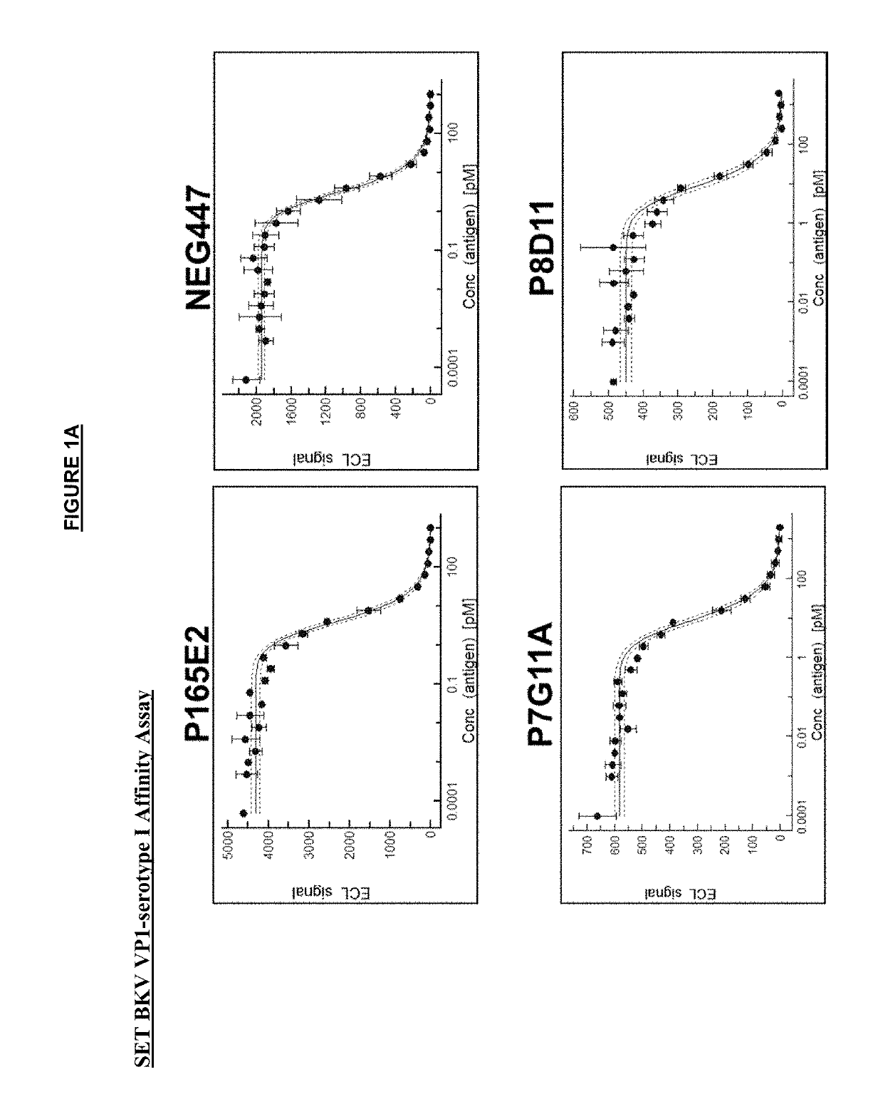 Polyomavirus neutralizing antibodies