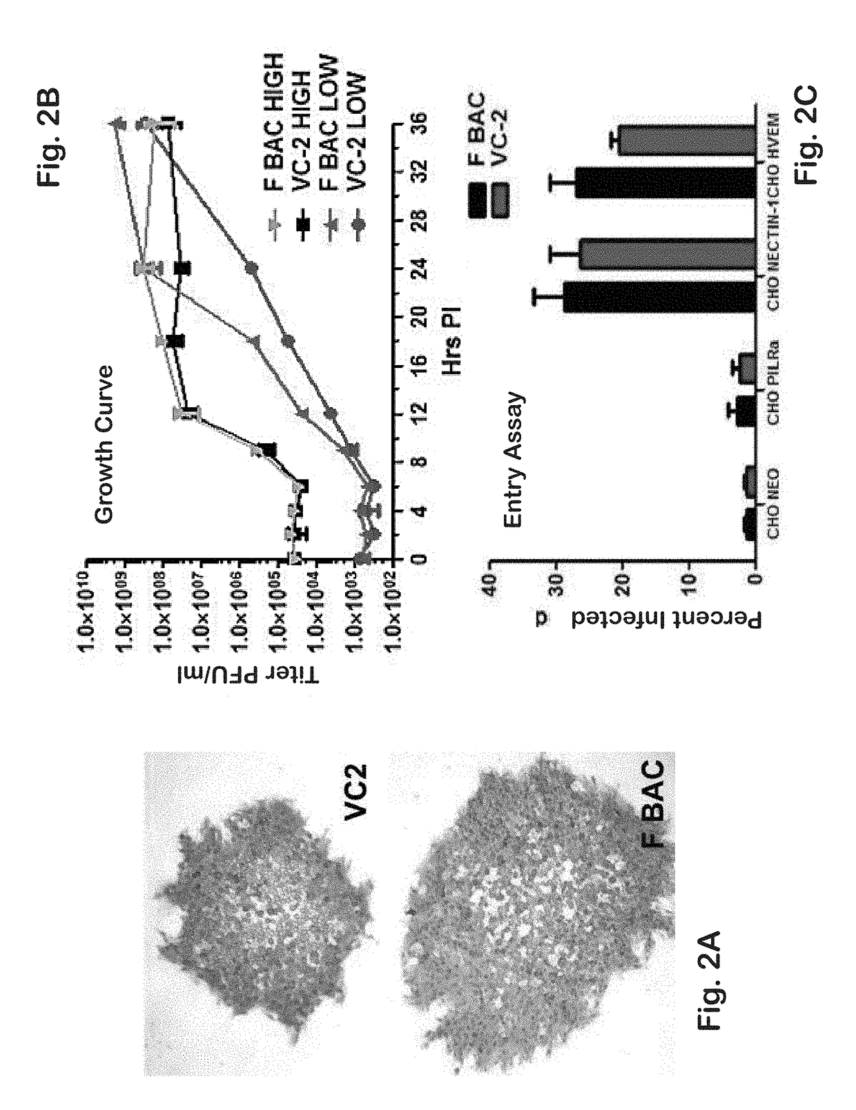 Vaccines against genital herpes simplex infections