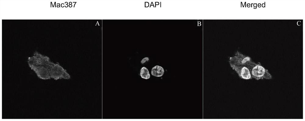 Porcine alveolar macrophage healthy cell line and construction method and application