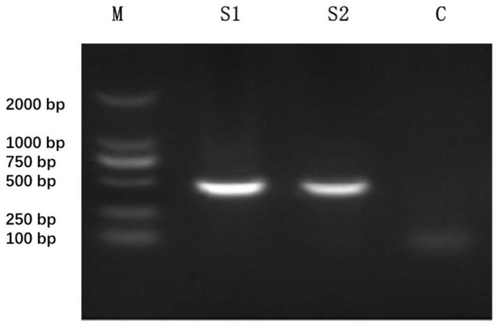 Porcine alveolar macrophage healthy cell line and construction method and application