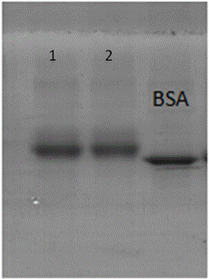 Preparation and application of highly specific amantadine artificial antigen