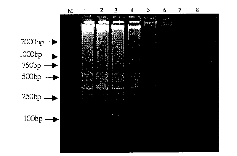 Primer group for detecting vibrio coralliilyticus by using LAMP, quick diagnosis kit and detecting method