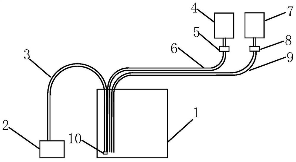 Ecological specimen making system for green sea anemone and method thereof