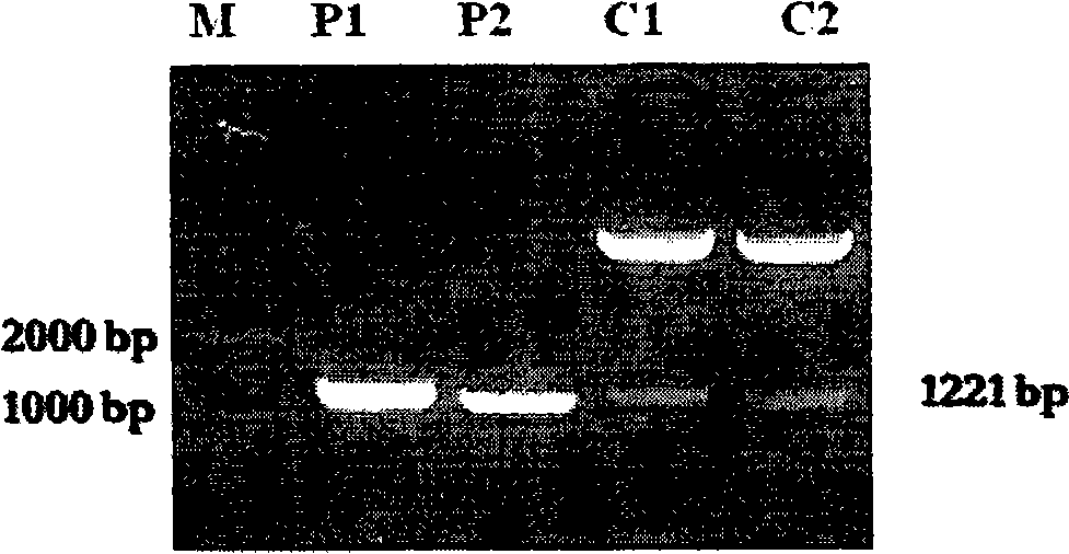 Recombinant mycobacterium smegmatis strain capable of expressing mycobacterium tuberculosis Ag 85B and ESAT-6 fusion protein and application thereof