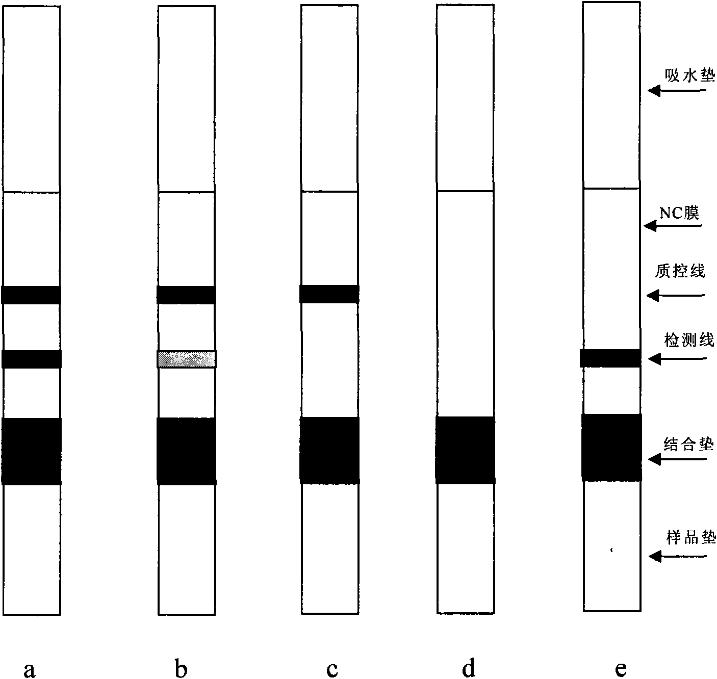 Test strip for detecting anti-cyclic citrullinated peptide antibody in blood and preparation method