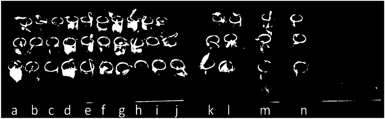 Quick in-vivo screening method of antagonistic trichoderma