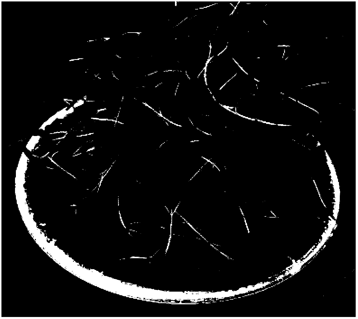 Method for quickly raising clonal seedlings of teakwood by light matrix tray