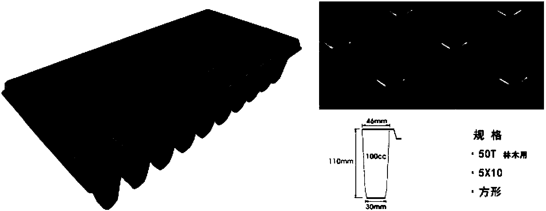 Method for quickly raising clonal seedlings of teakwood by light matrix tray