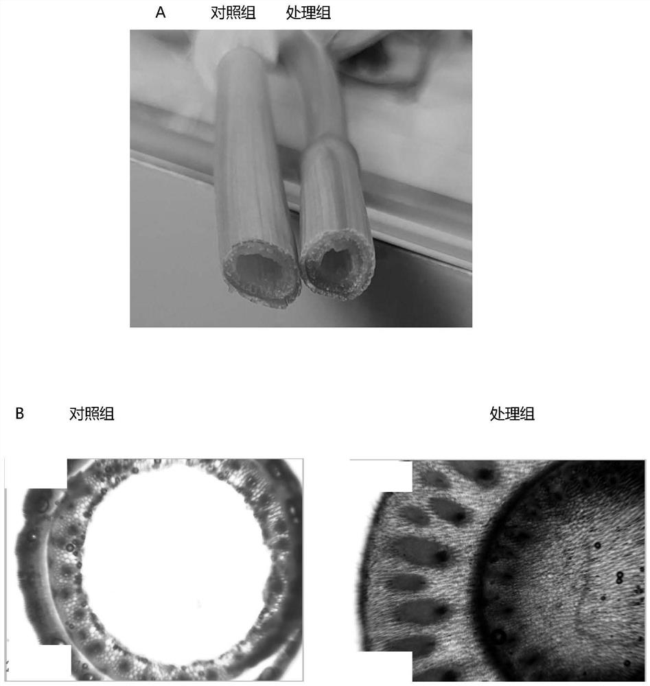 Microbial agent for wheat planting