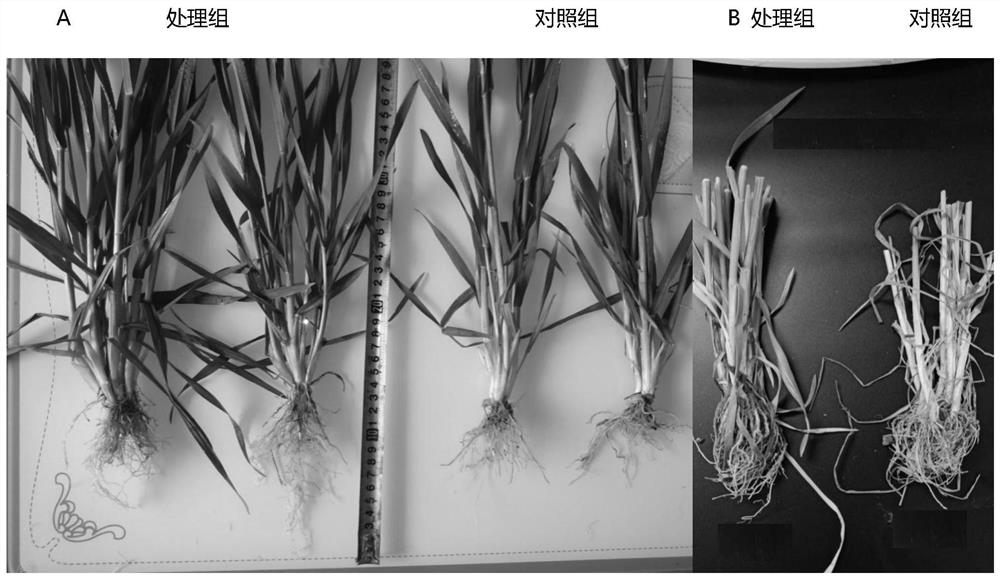 Microbial agent for wheat planting