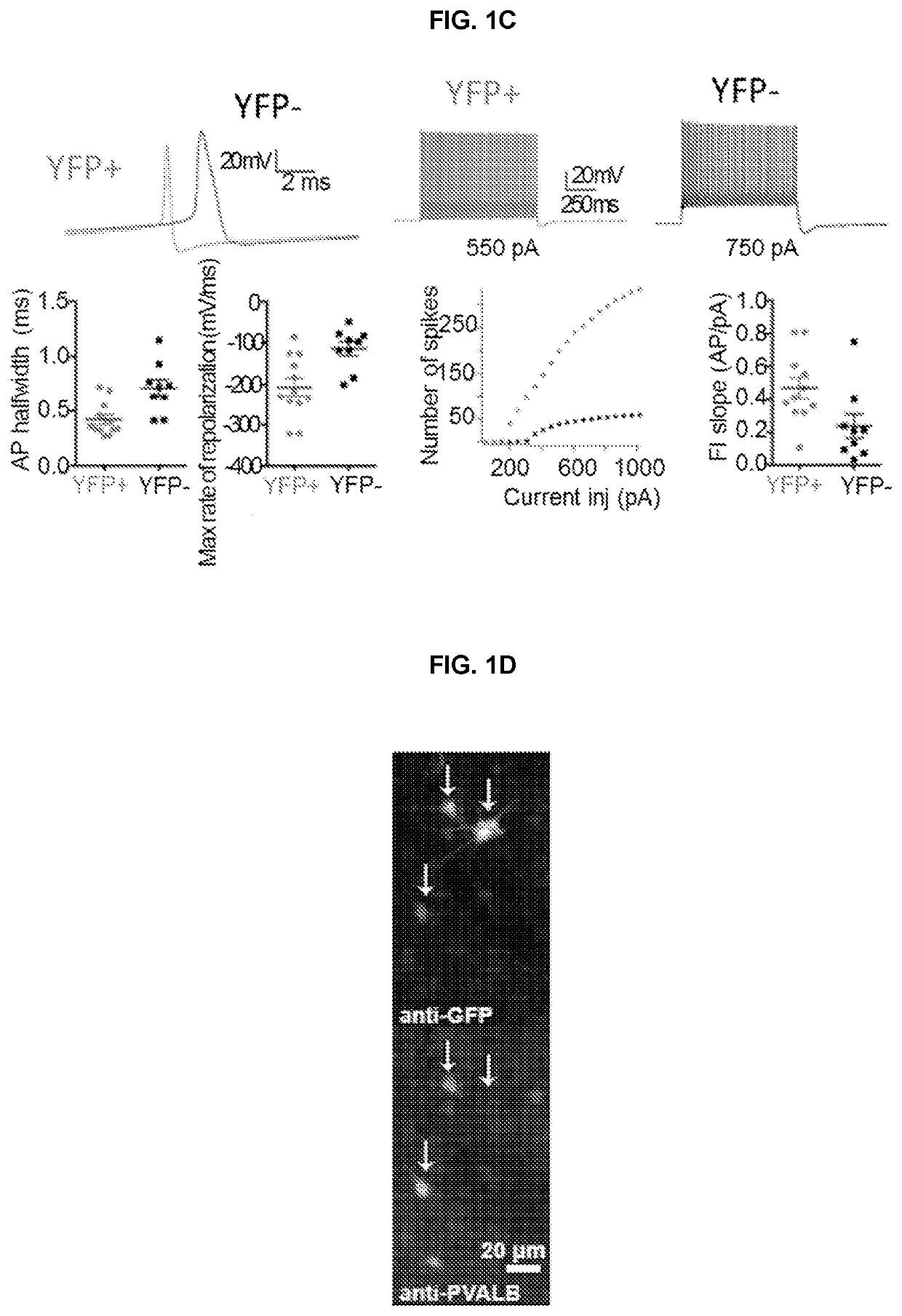 Rescuing voltage-gated sodium channel function in inhibitory neurons