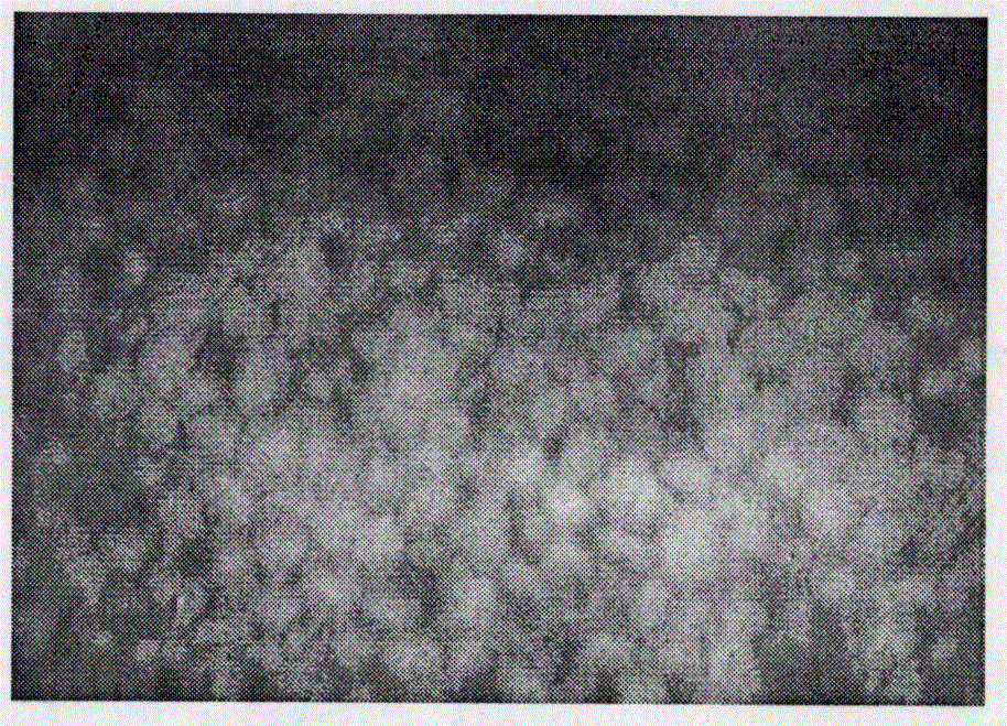 Cornea metaphase preserving fluid without serum component