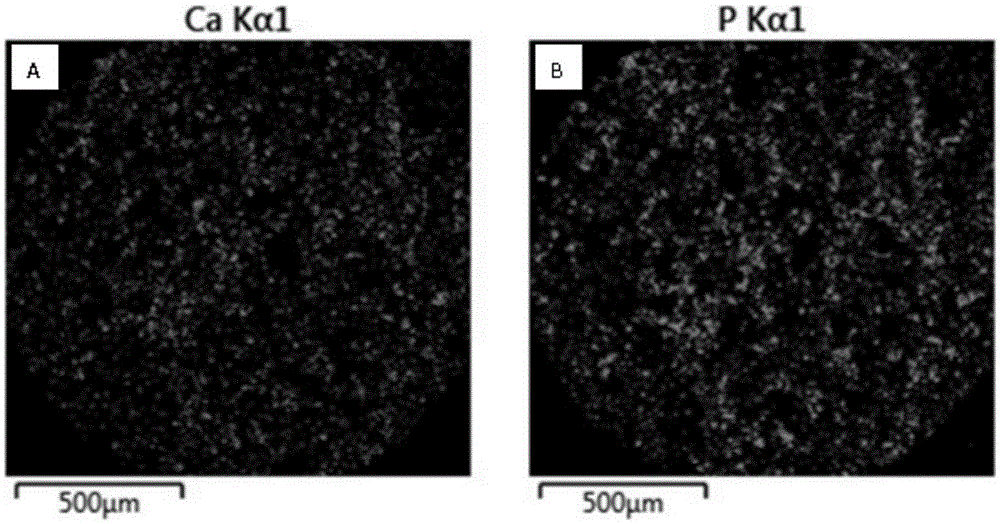 Bone repair composite material based on acellular biological tissue matrix material and preparation method of bone repair composite material