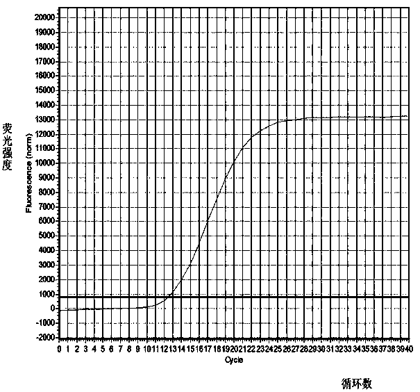 Primer and probe for detecting racoon dog components in foods and feeds