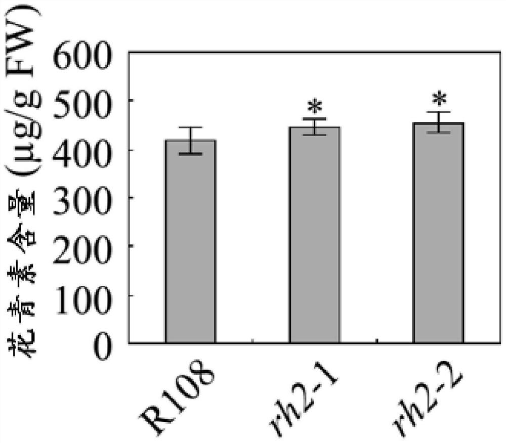 rh2 protein and its coding gene and application