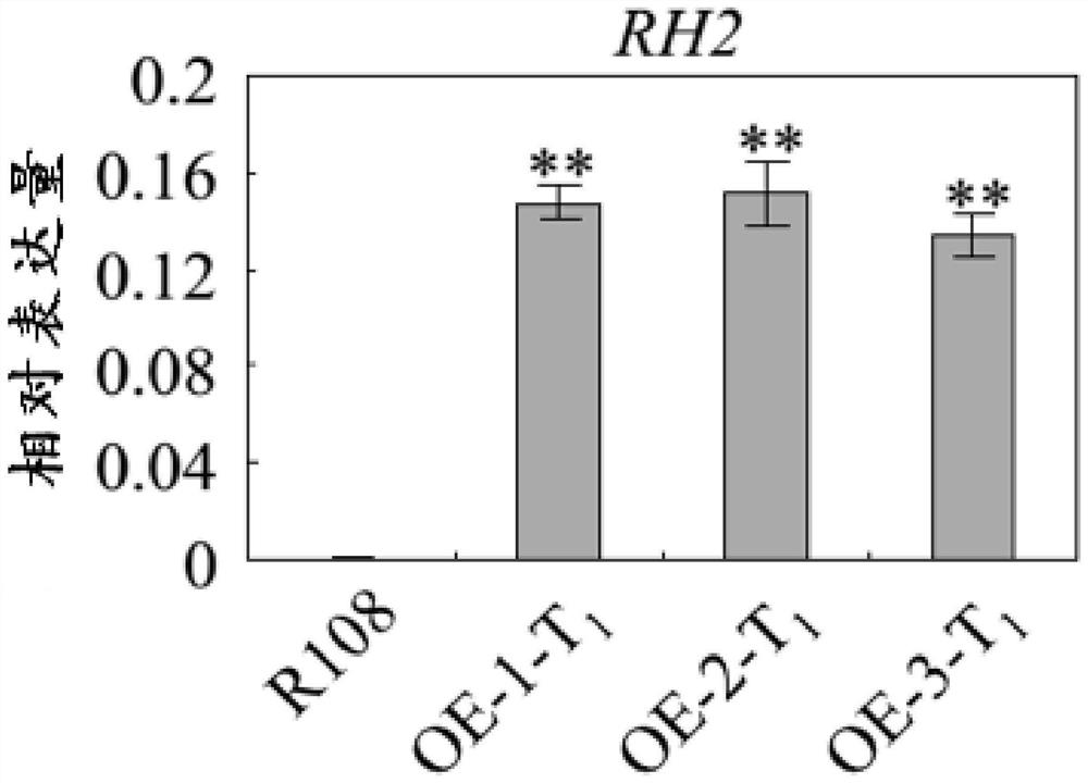 rh2 protein and its coding gene and application