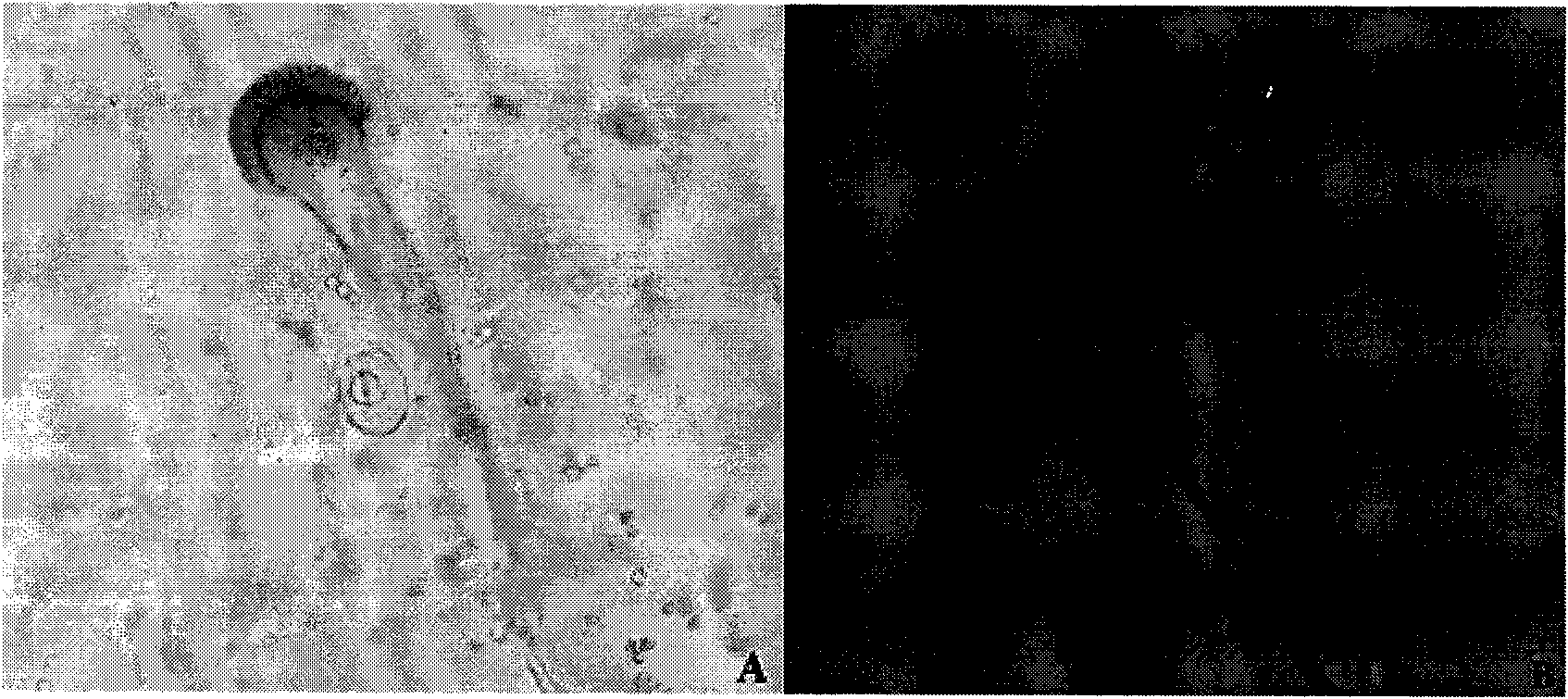 Aspergillus fumigatus and application thereof