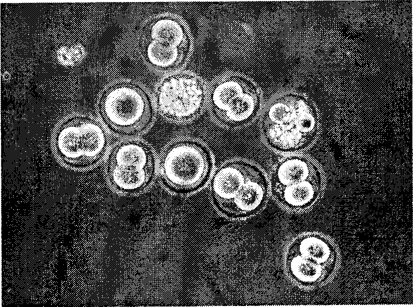 Establishing method for parthenogenetic activation of source embryonic stem cell