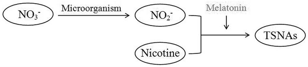 Application of melatonin in reducing tobacco-specific nitrosamine content during cigar fermentation