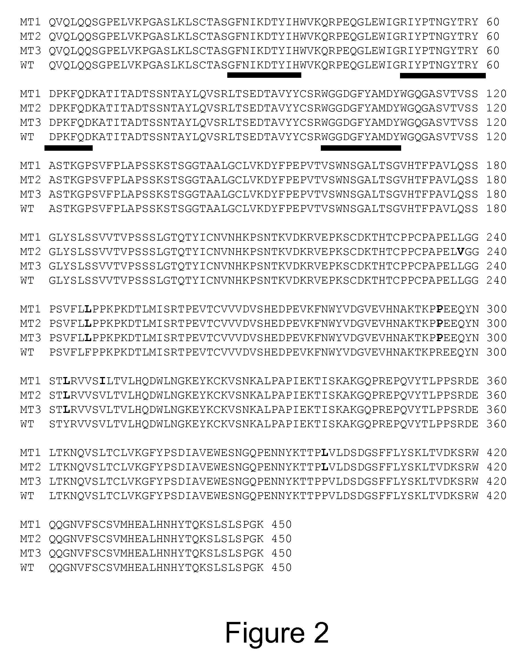 HER2/neu-specific antibodies and methods of using same