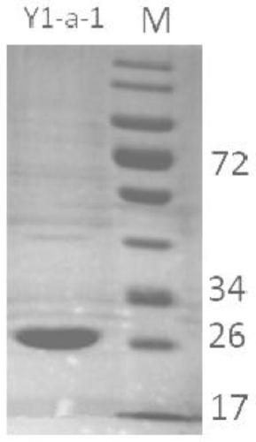 7α-hydroxysteroid dehydrogenase gene y1-a-1