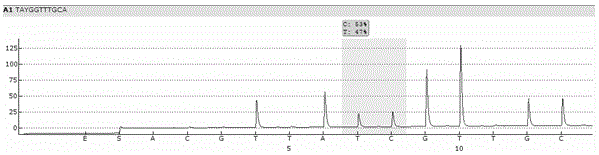 Pyrophosphoric acid sequencing kit for detecting CYP3A4*4 genotyping