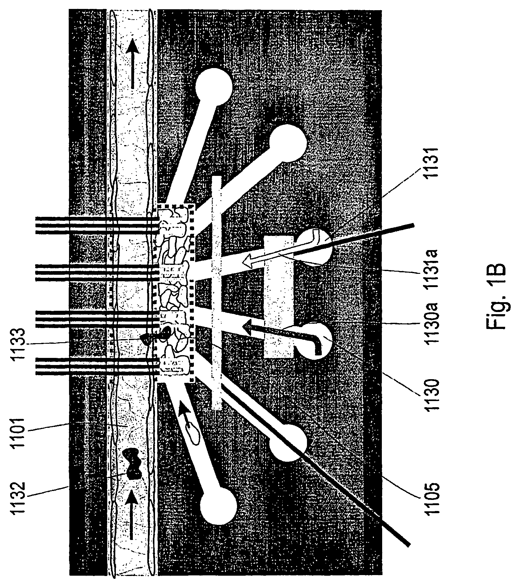 Capillary perfused bioreactors with multiple chambers