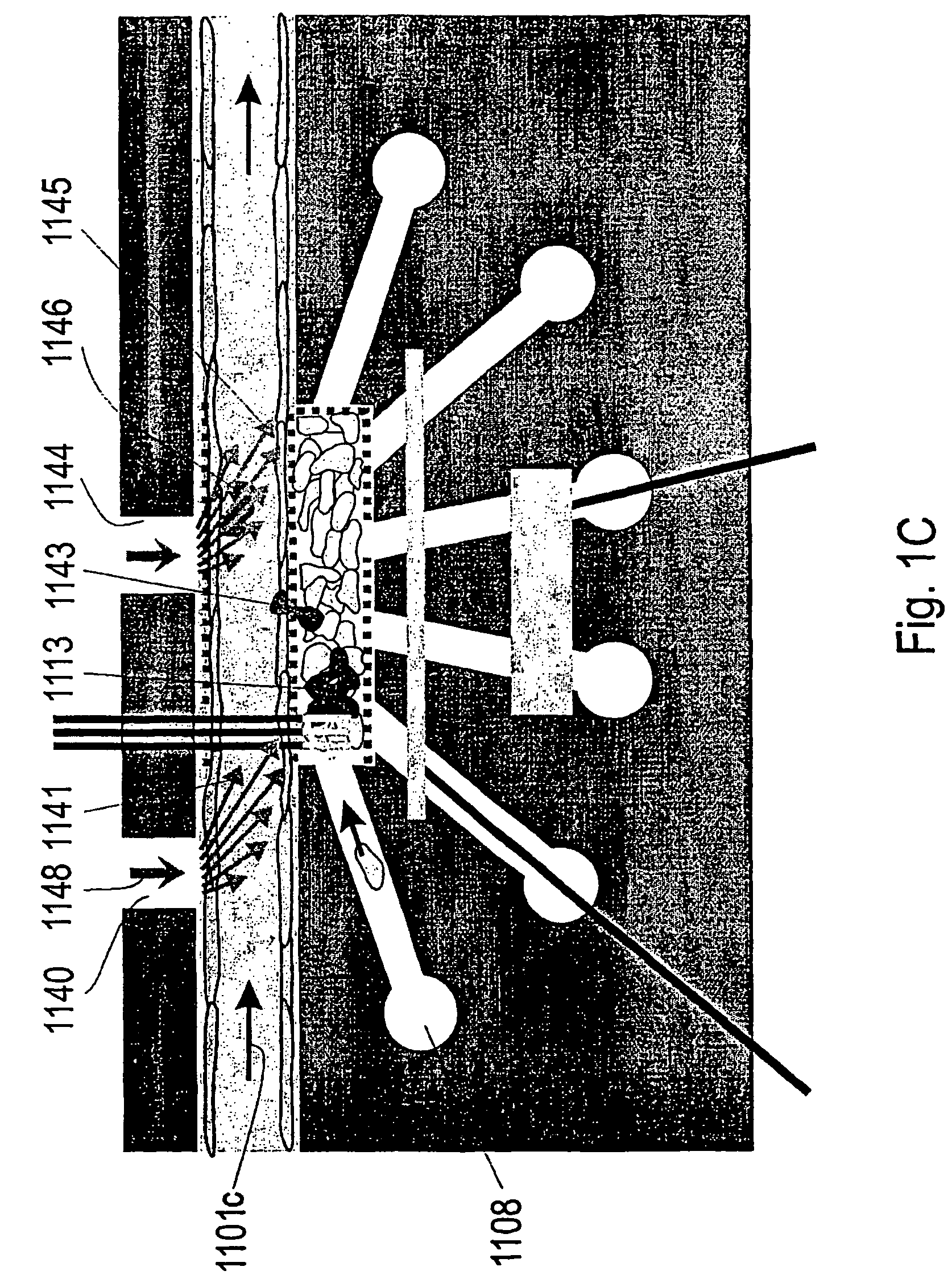 Capillary perfused bioreactors with multiple chambers