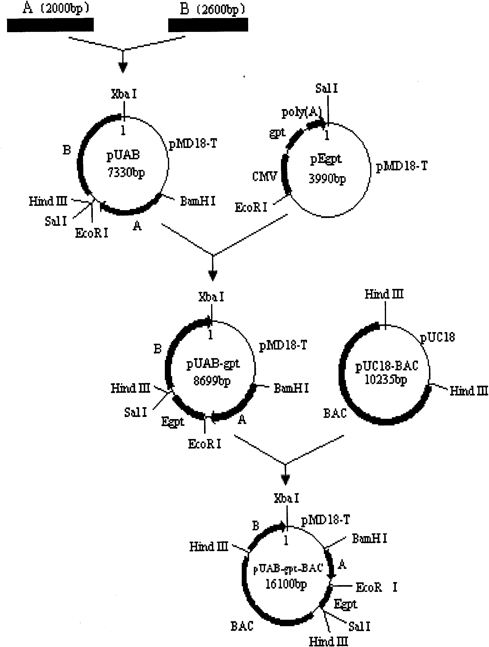 Artificial chromosome transfer vector for recombinant herpesvirus-of-turkey bacteria