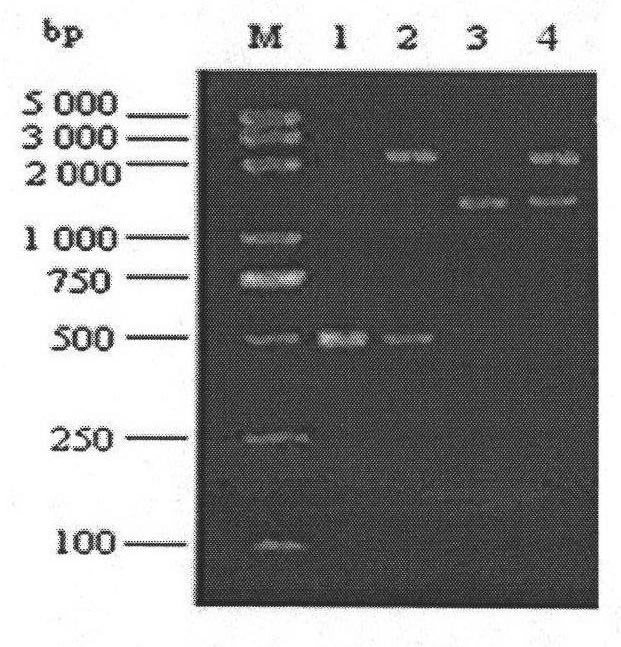 Artificial chromosome transfer vector for recombinant herpesvirus-of-turkey bacteria