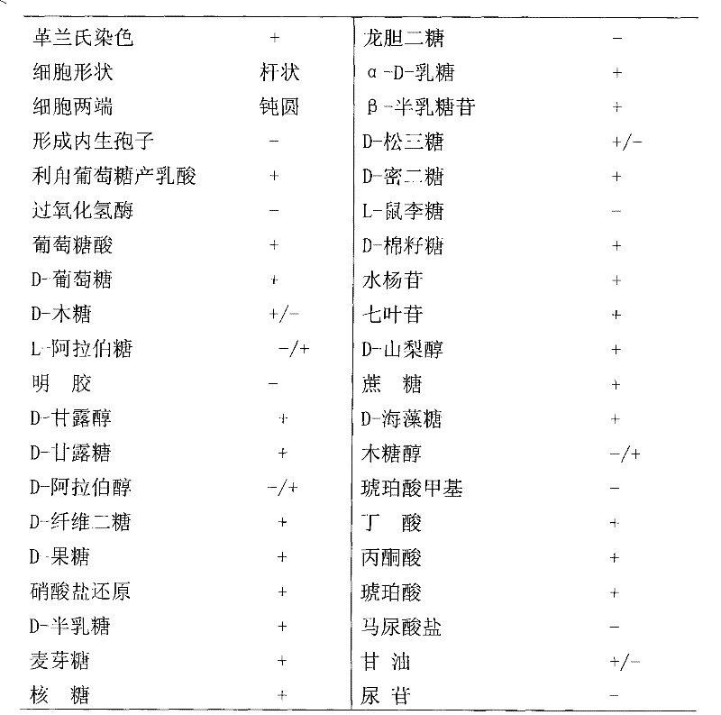 Lactobacillus leavening agent, preparation method thereof and special bacterial strain