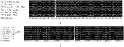 Rice anti-rice-blast gene Pi36 co-dominant molecular marker and application