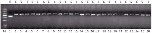 Rice anti-rice-blast gene Pi36 co-dominant molecular marker and application